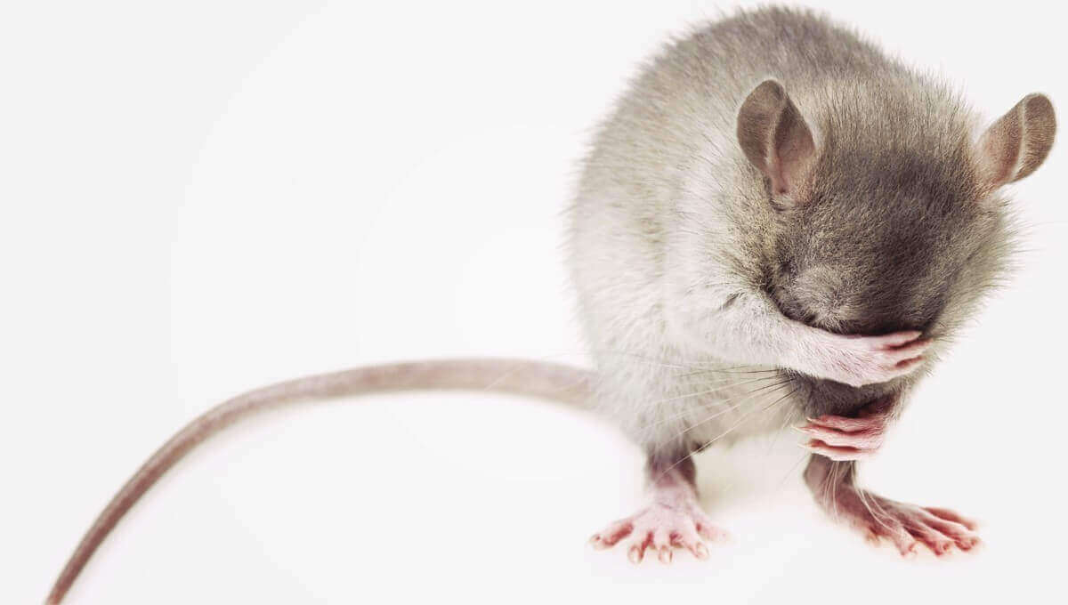 cruelty free veganskt green little heart mouse no animal testing