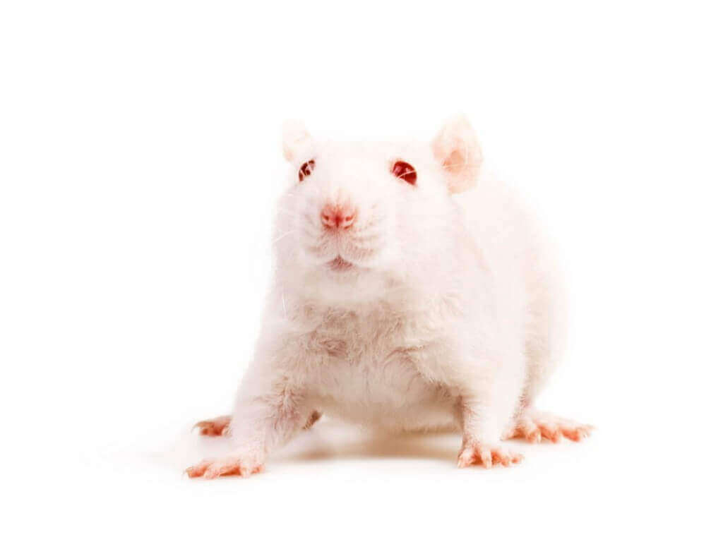djurvänliga cruelty free veganskt green little heart mouse no animal testing veganguiden