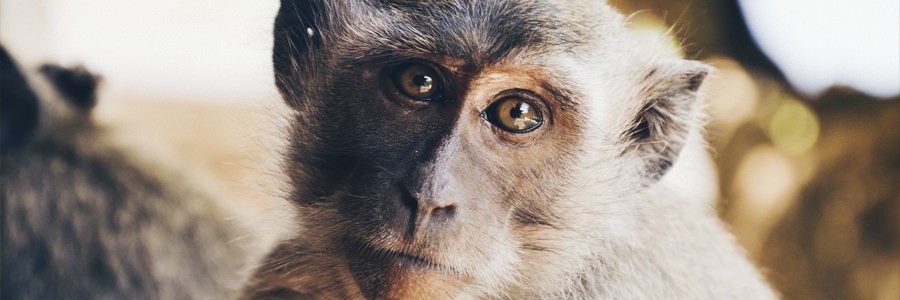 Vegan & Cruelty-Free - Vad är skillnaden? monkey