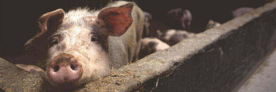 Vegan & Cruelty-Free - Vad är skillnaden? pig