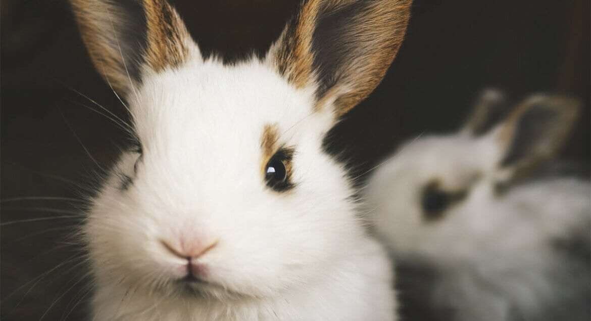 cruelty free certifieringar